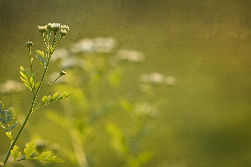 Vintage textured background with delicate white wildflowers and green foliage