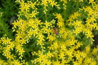 Honeybee Pollinating Yellow Sedum Flowers in Garden
