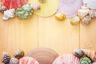 Colorful Seashells Arranged on Wooden Background