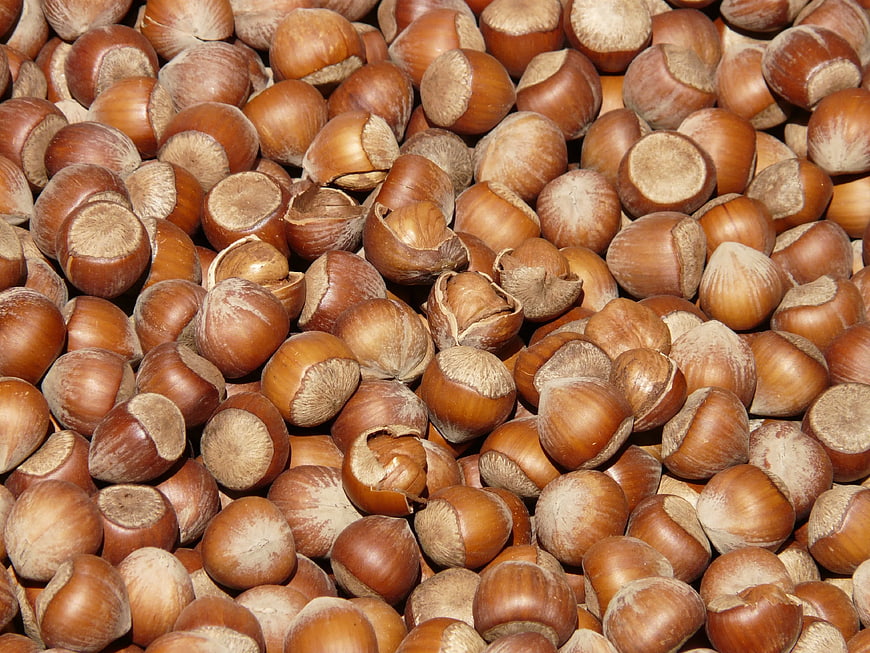 Close-up of Shelled Hazelnuts in Brown Shells