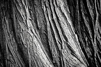 Black and white close-up of weathered tree bark texture