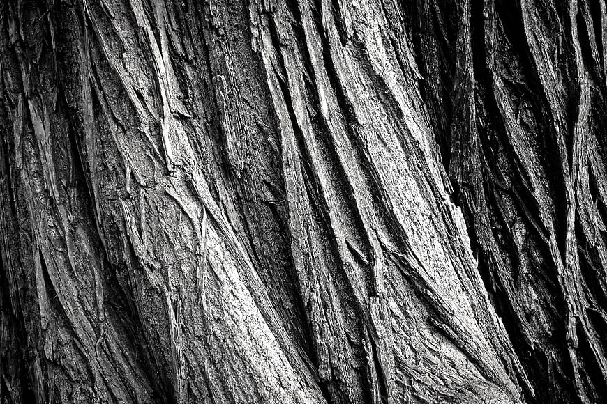 Black and white close-up of weathered tree bark texture