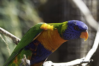 Rainbow Lorikeet Perched on Branch in Sunlight