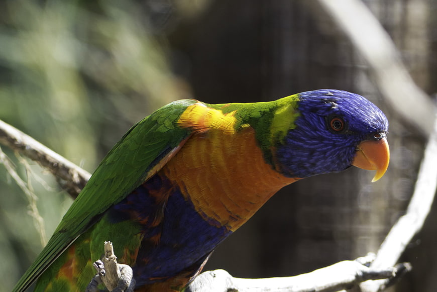 Rainbow Lorikeet Perched on Branch in Sunlight