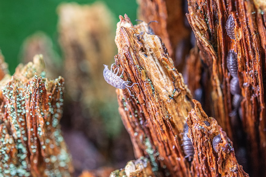 Close-up of woodlice crawling on textured decaying wood