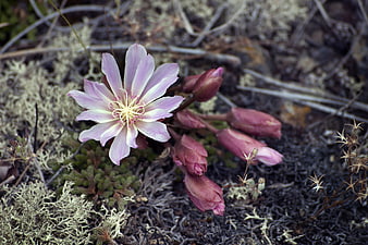Purple Bitterroot Wildflower Blooming in Rocky Terrain