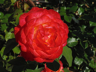 Vibrant Red Rose Close-Up in Sunlight