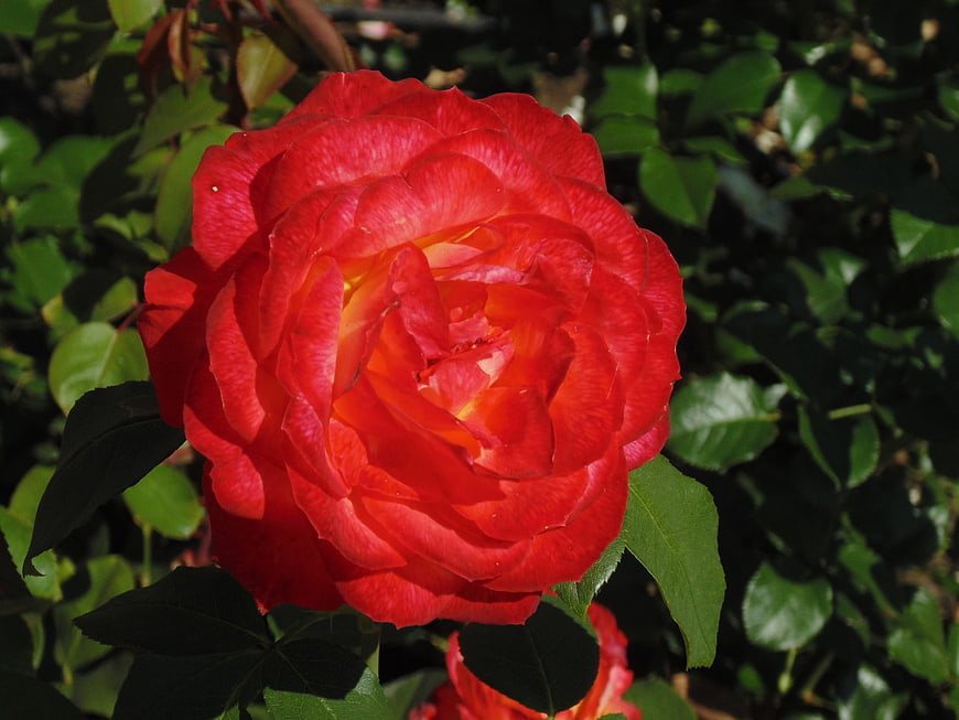 Vibrant Red Rose Close-Up in Sunlight
