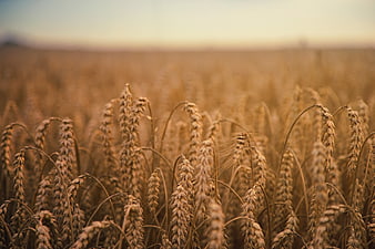 Golden Wheat Field Close-Up at Sunset
