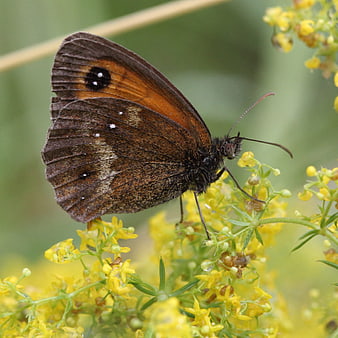 Close-up of a Gatekeeper Butterfly on Yellow Wildflowers