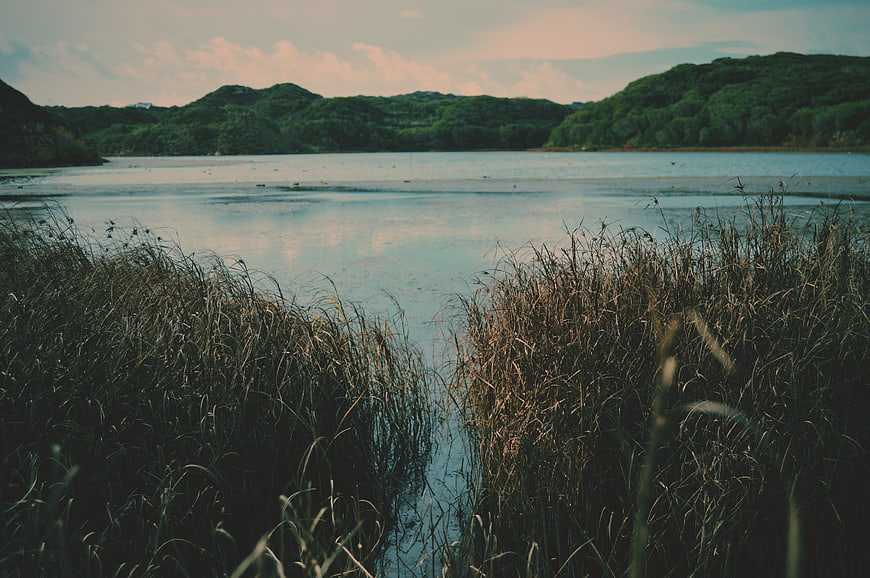 Serene Lake View Through Tall Reeds with Green Hills