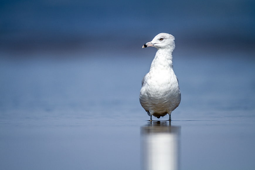 Seagull Standing on Wet Sand with Blue Ocean Background