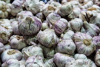 Close-up of fresh purple striped garlic bulbs