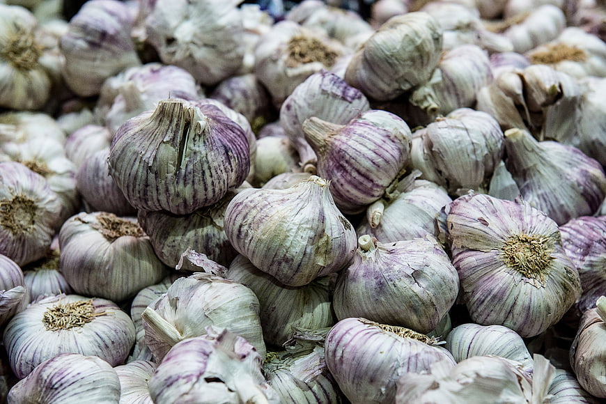 Close-up of fresh purple striped garlic bulbs