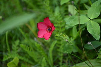 Vibrant red pasque flower blooming in green meadow