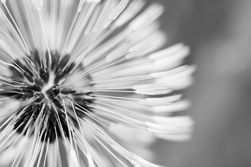 Black and white macro dandelion seed head close up