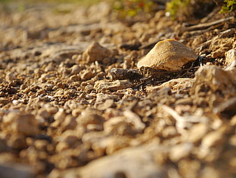 Close-up of dry rocky soil with shallow depth of field