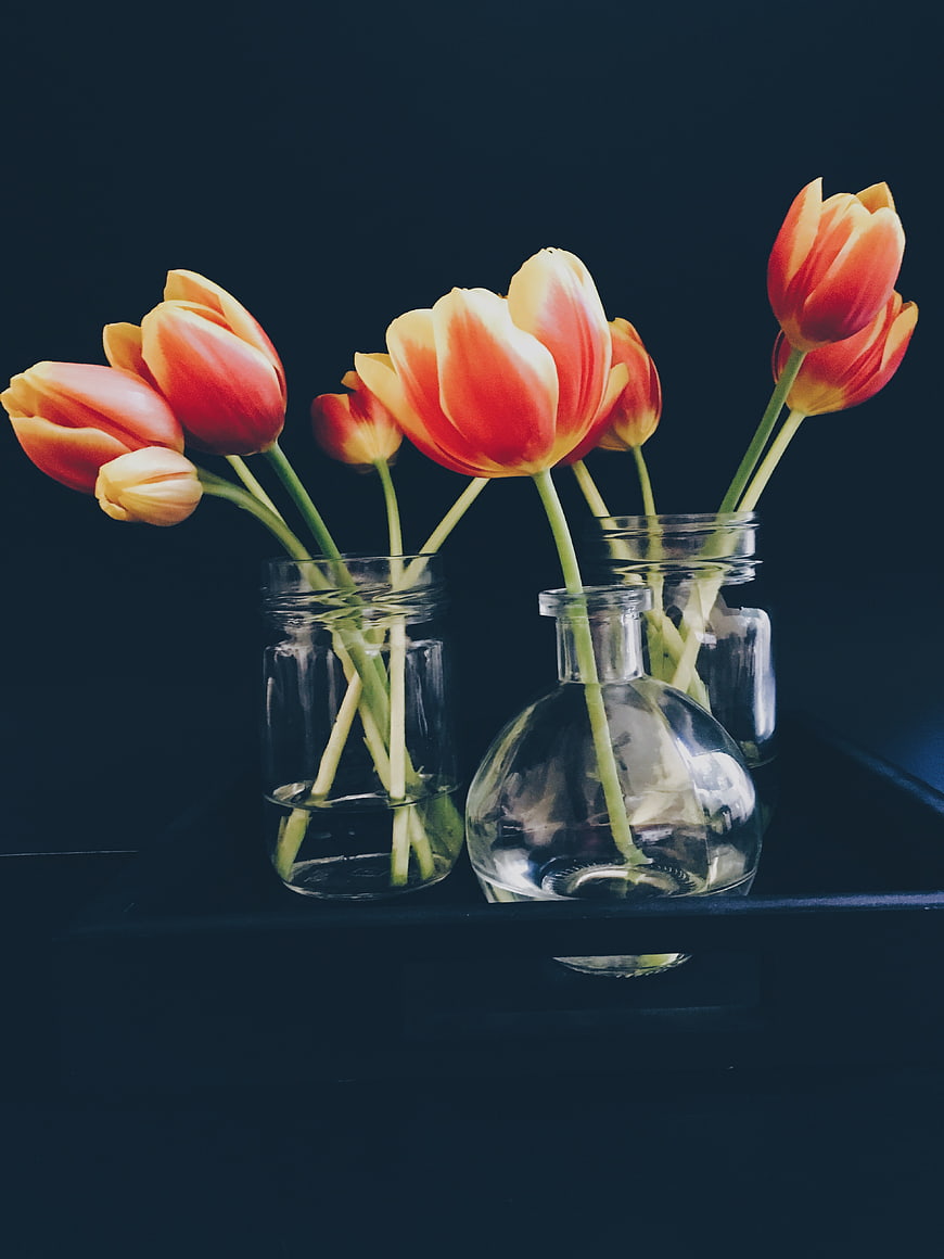 Orange Tulips in Glass Vases on Dark Background