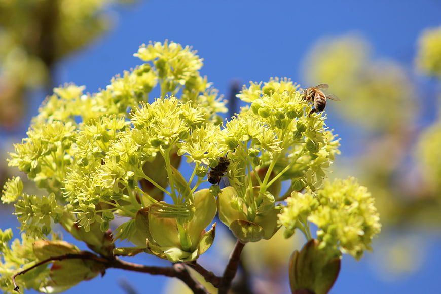 Honeybees Pollinating Yellow Maple Flowers Against Blue Sky