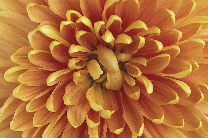 Close-up of vibrant orange and yellow chrysanthemum flower petals