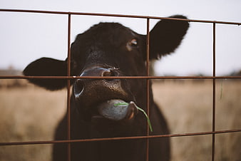 Close-up of black cow licking nose through wire fence
