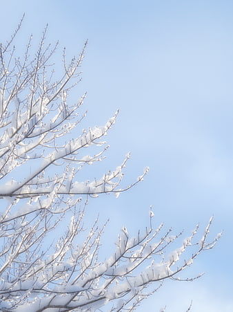 Snow-covered tree branches against a clear blue winter sky