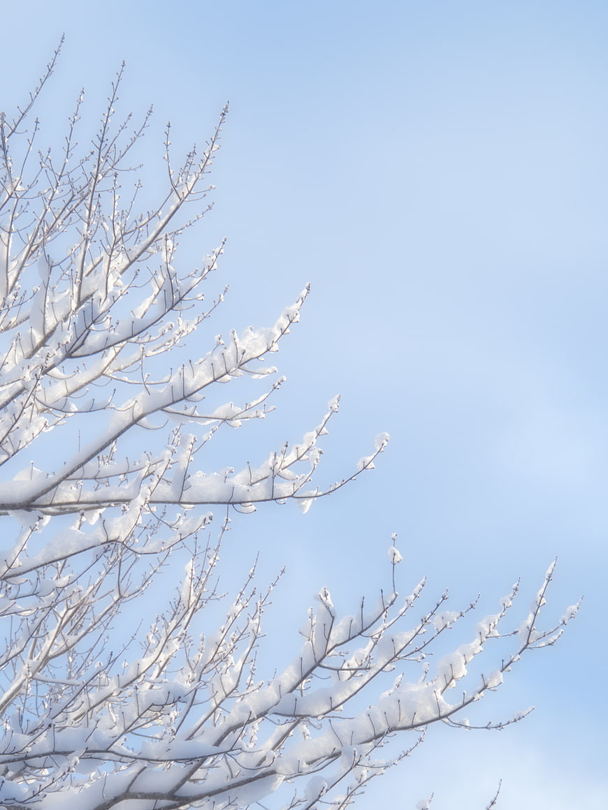 Snow-covered tree branches against a clear blue winter sky