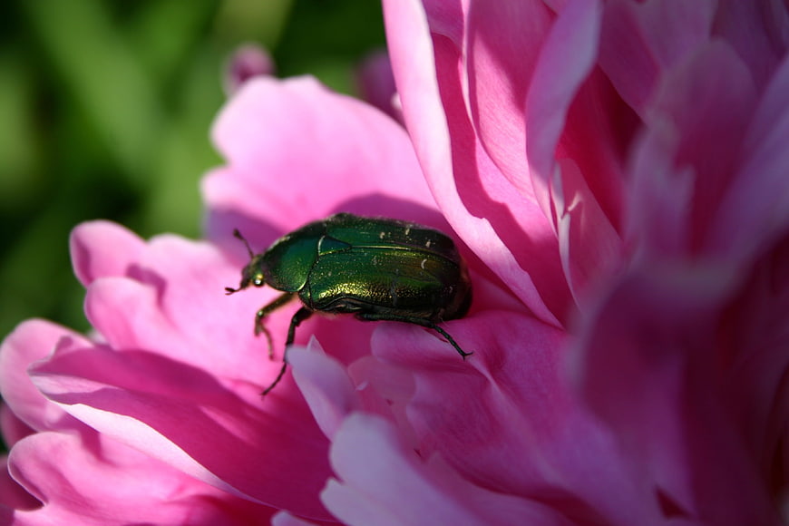 Green Rose Beetle on Pink Peony Flower Close Up