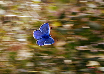 Blue butterfly in flight with motion blur background