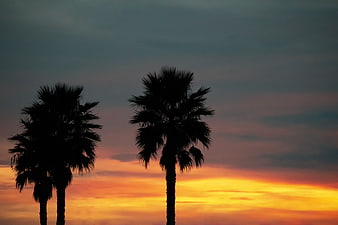 Silhouetted Palm Trees Against Vibrant Orange Sunset Sky