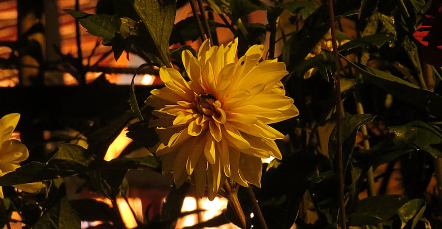 Yellow Dahlia Flower at Night with Warm Background Light