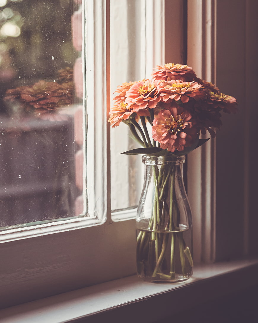 Pink Zinnias in Glass Vase on Window Sill