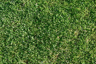 Top View of Green Grass Lawn Texture Background