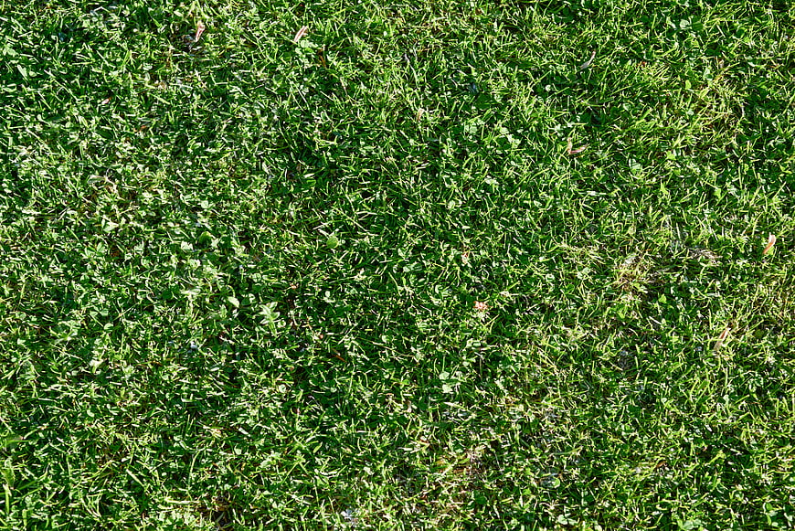 Top View of Green Grass Lawn Texture Background
