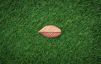 Single brown leaf on green grass background
