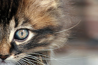 Close-up Portrait of a Kitten with Blue Eyes