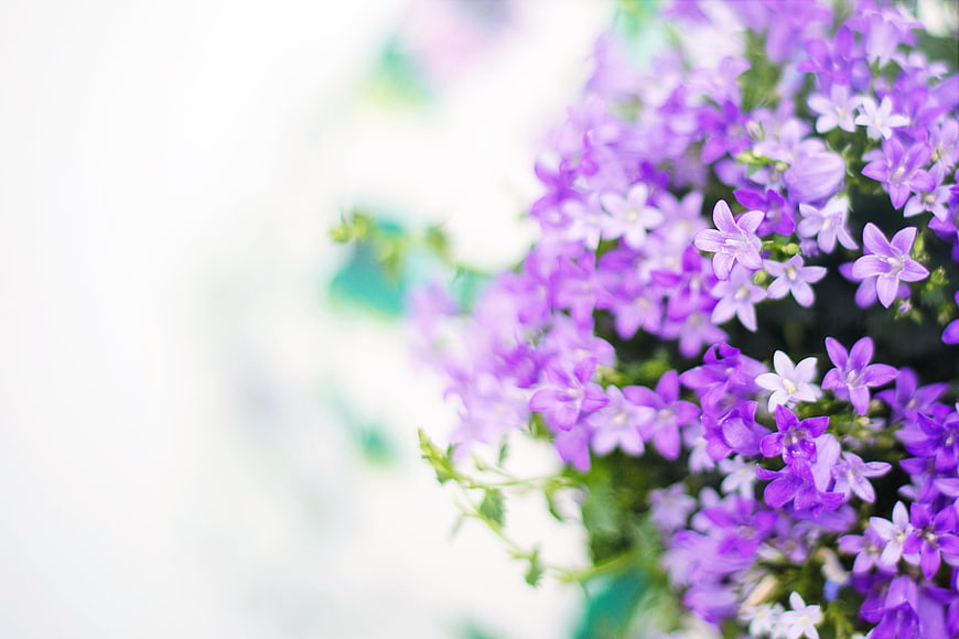 Purple Bellflowers with White Copy Space Background