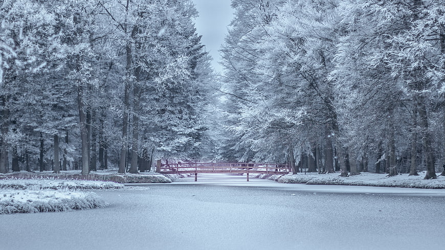 Serene Winter Forest with Red Bridge and Snowy Trees