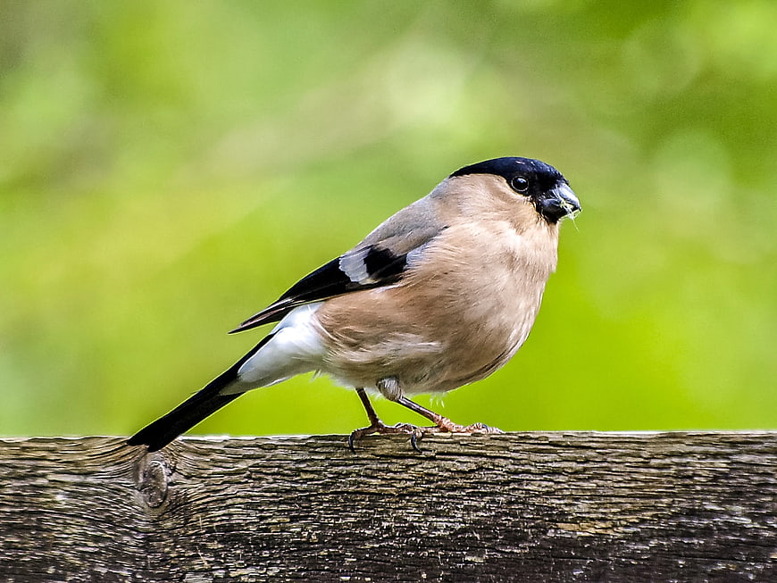 Hawfinch perched on wooden branch with green background