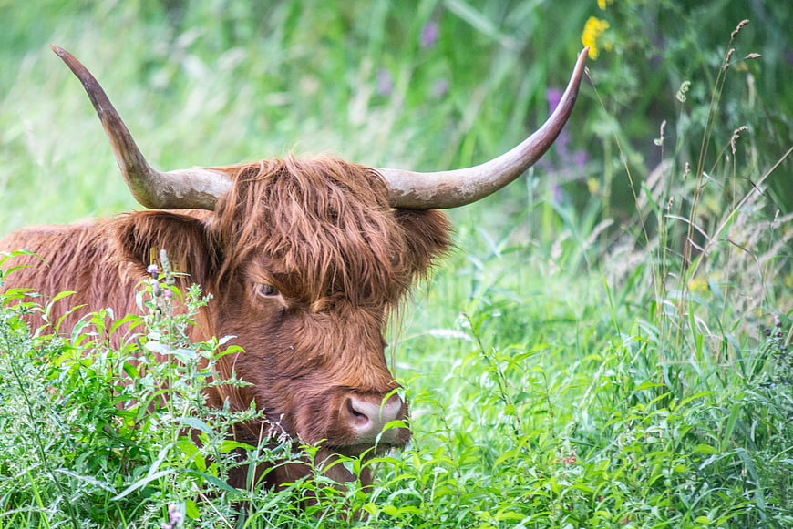 Highland Cow Grazing in Lush Green Meadow