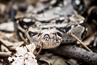 Close-up of a Timber Rattlesnake Head in Forest Undergrowth