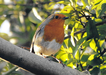 European Robin perched on a tree branch in sunlight