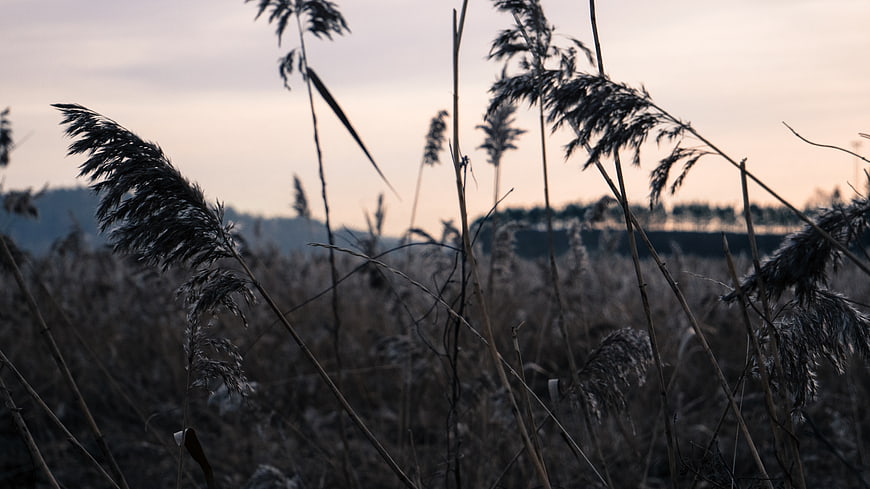Silhouetted reeds swaying in wind against sunset sky