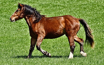 Brown Horse Walking On Green Grass