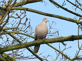 Collared Dove Perched on Mossy Tree Branch Against Blue Sky