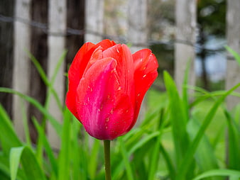 Vibrant Red Tulip Close-Up in Spring Garden