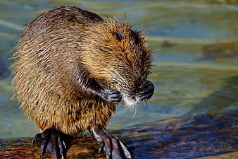 Close-up of a wet nutria grooming itself on a log in water