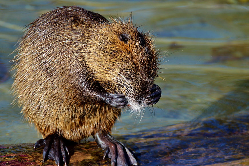 Close-up of a wet nutria grooming itself on a log in water