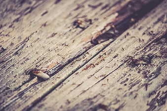 Close-up of weathered rustic wood texture with nails