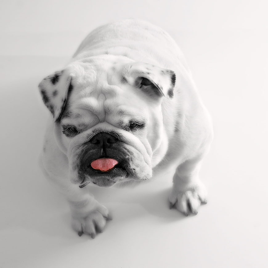 English Bulldog with Pink Tongue on White Background